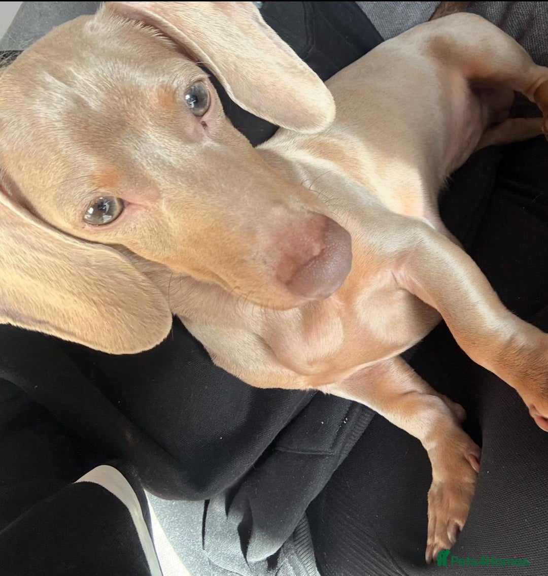 Miniature Dachshund dogs for sale: 1 year old miniature dachshund  - Image 1