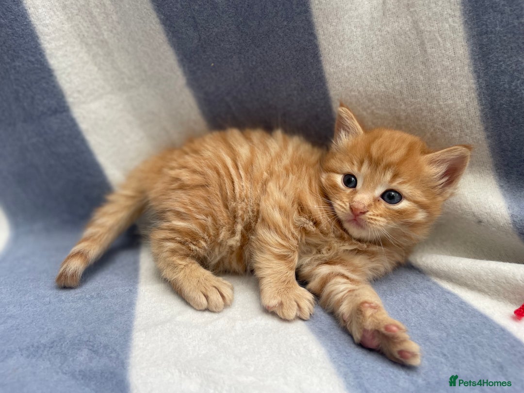 Domestic Shorthair cats for sale: Gorgeous kittens for sale  - Image 3