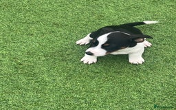 Jack Russell dogs for sale: Beautiful Jack Russell puppies  - Image 9