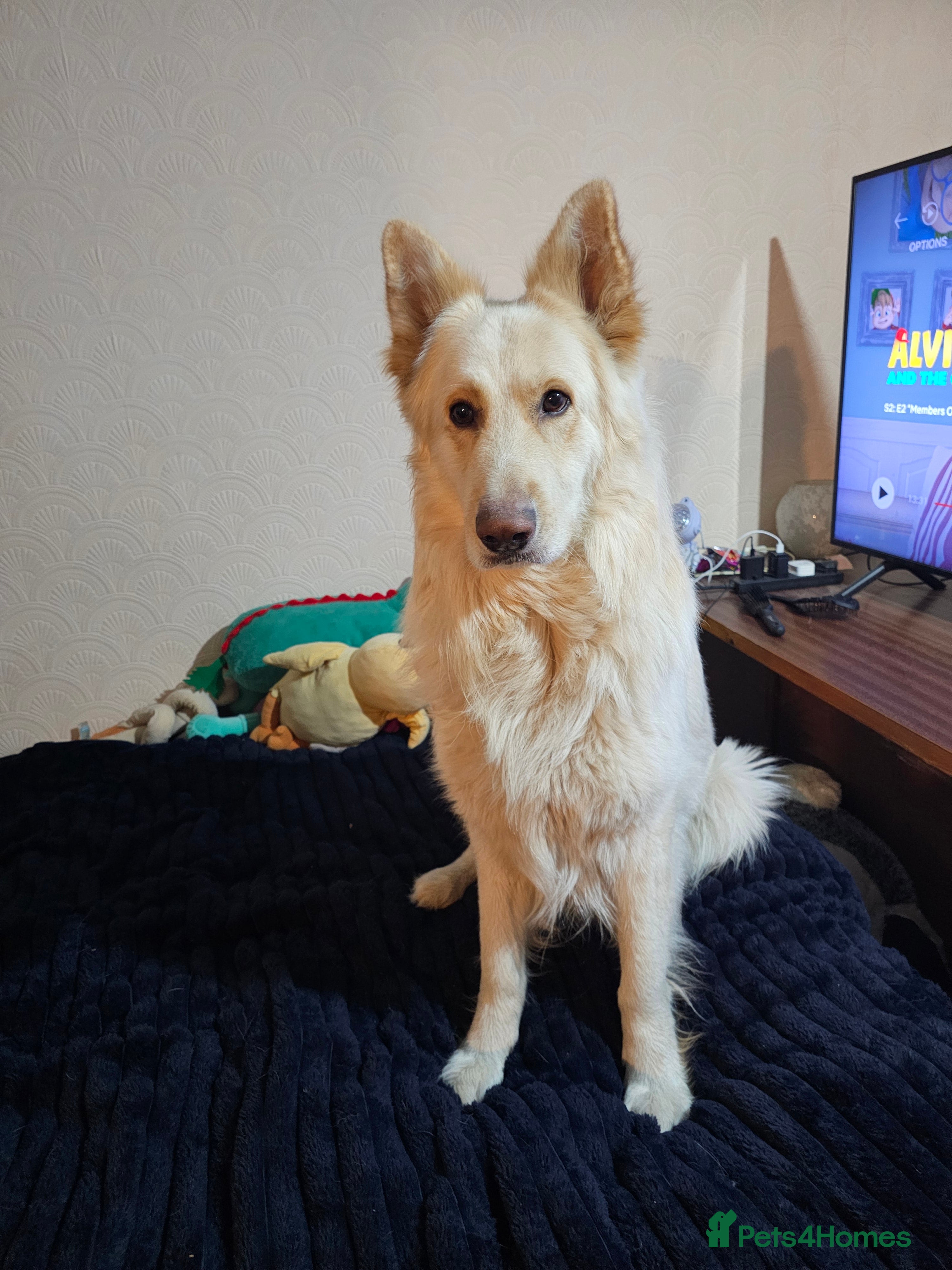 German Shepherd dogs 3 Year old white male german shepherd - Advert 3