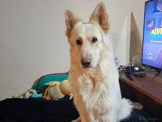 German Shepherd dogs 3 Year old white male german shepherd - Advert 8