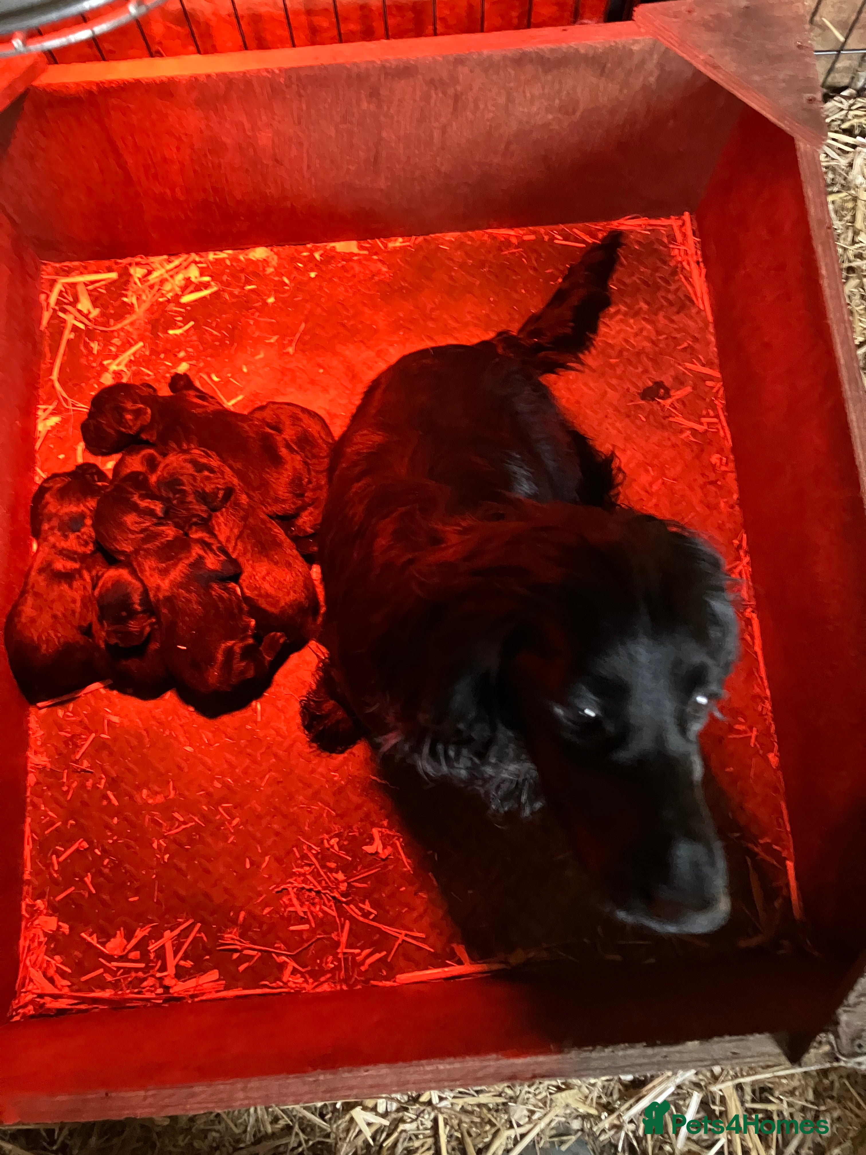 Cocker Spaniel dogs Cocker Spaniel puppies - Advert 2