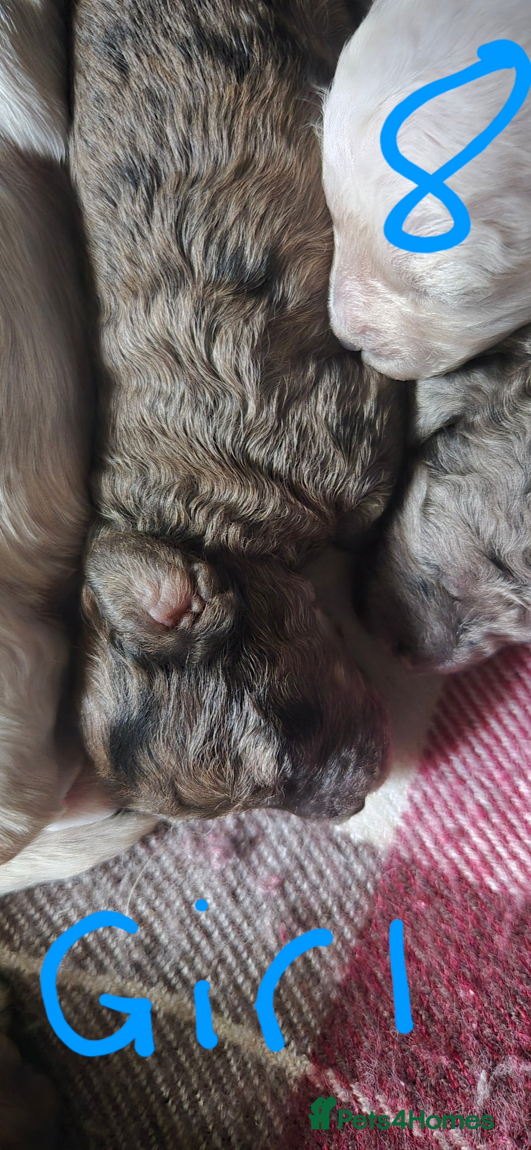 Mixed Breed dogs for sale: Gorgeous cavapoochon puppies - Image 22