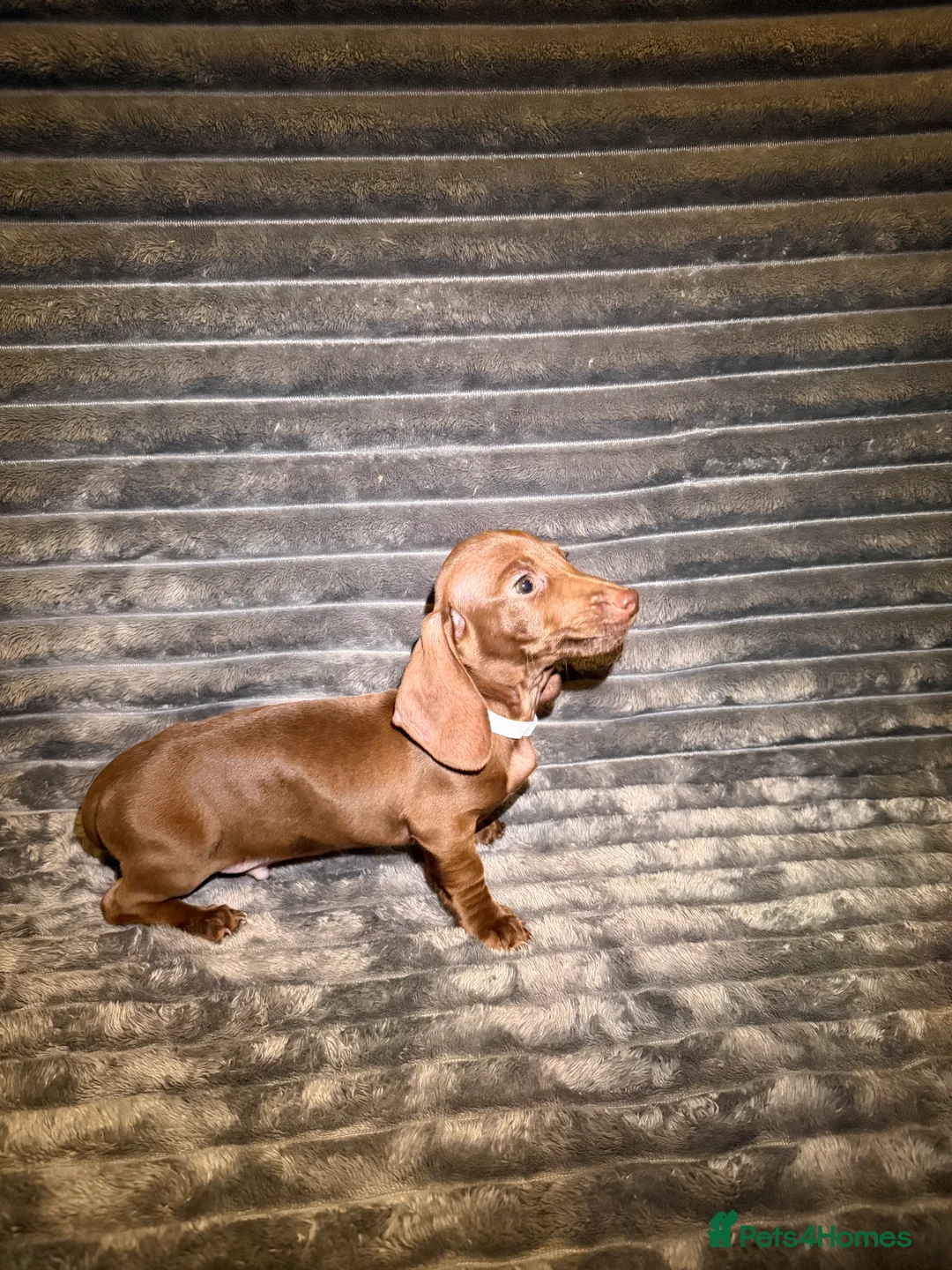 Dachshund dogs for sale: Miniature Dachshund Puppies Available 🐾 - Advert 22