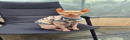 Sphynx cats for sale: A pair of sphynx - Advert 11