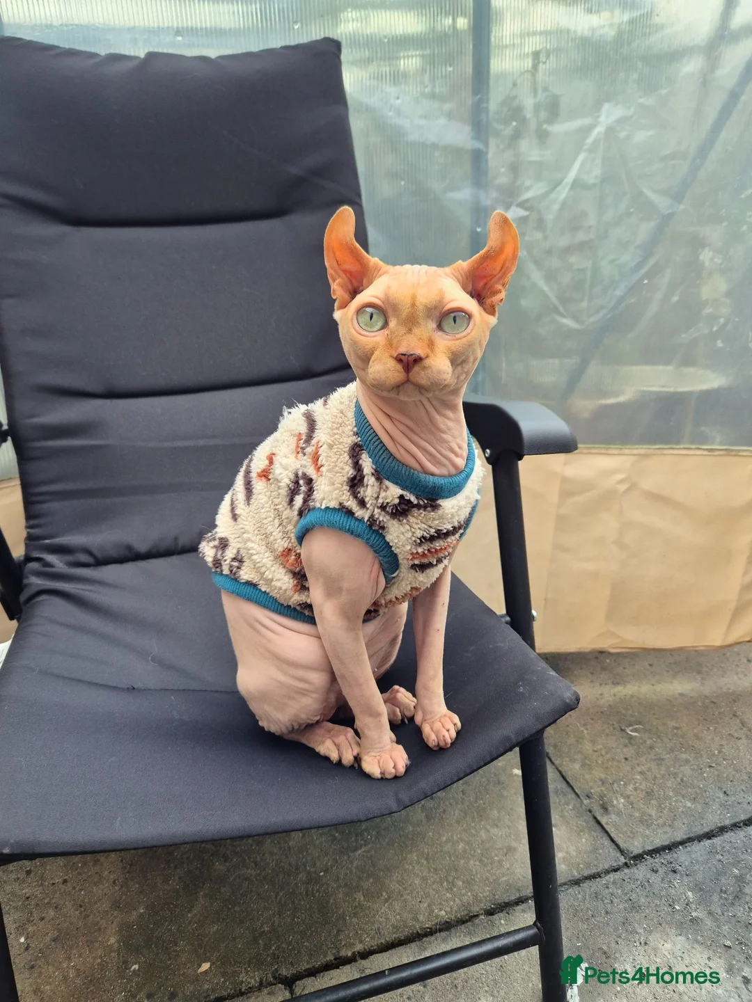 Sphynx cats for sale: A pair of sphynx - Advert 11