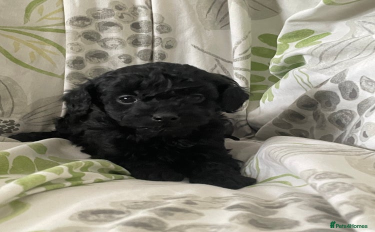 Cockapoo dogs - Advert 10