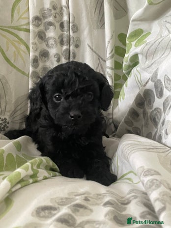 Cockapoo dogs - Advert 10