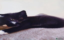 Mixed Breed cats for sale: 6 LOVELY AND BRILLIANT KITTENS LOOKING FOR HOME!!! - Image 2