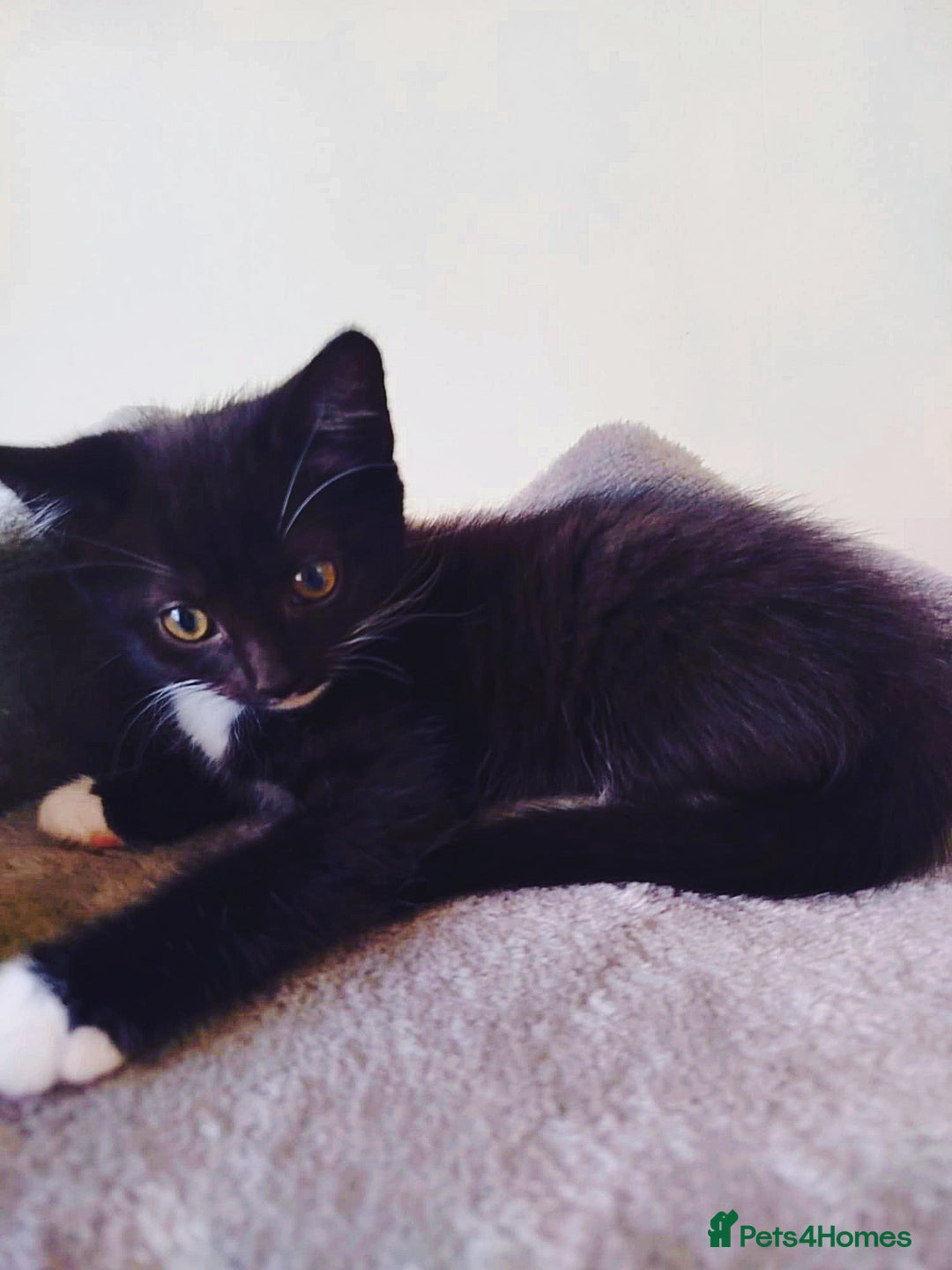 Mixed Breed cats for sale: 6 LOVELY AND BRILLIANT KITTENS LOOKING FOR HOME!!! - Image 2