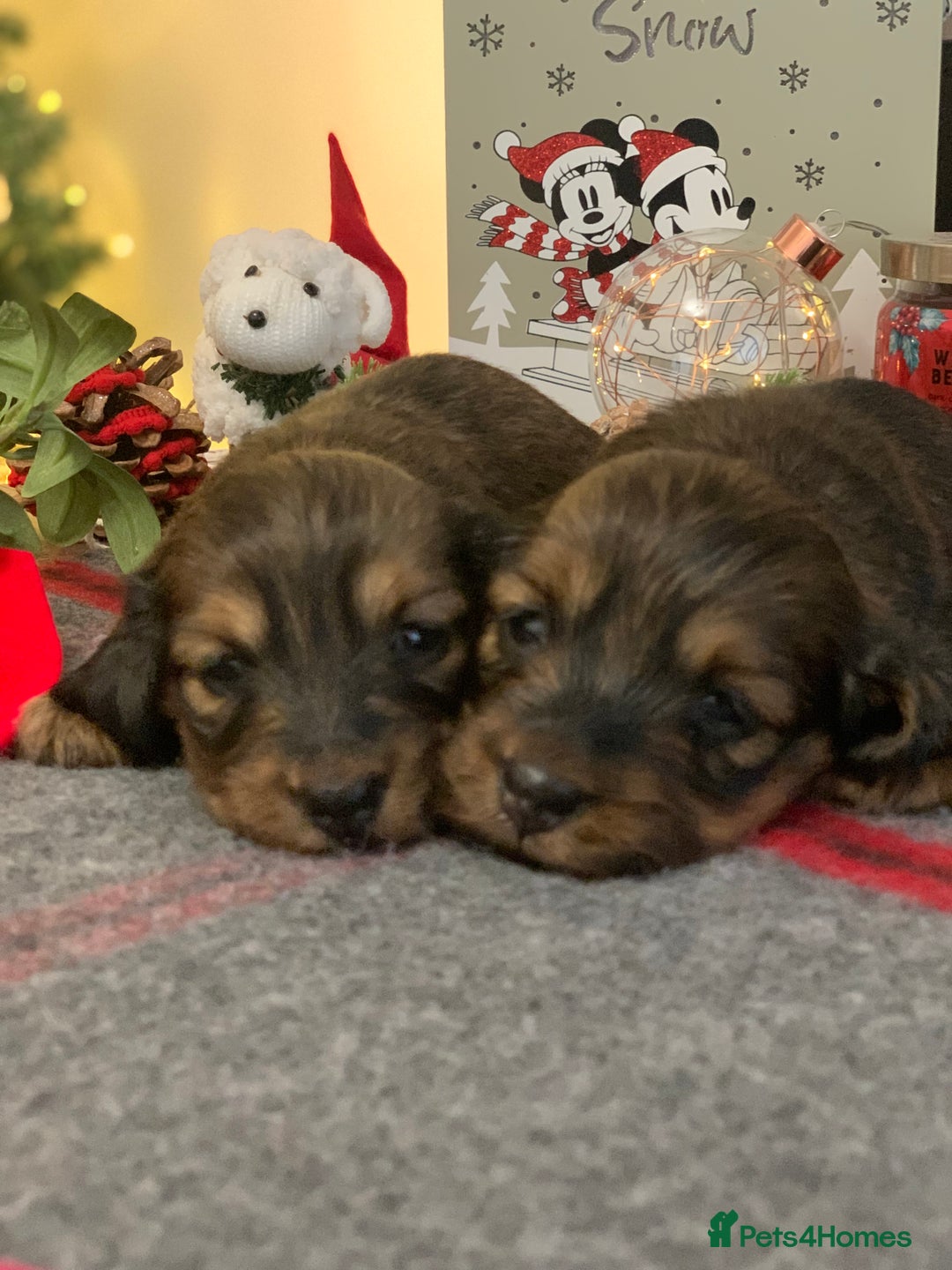 Miniature Dachshund dogs for sale: KC Registered true to type Longhaired mini’s - Advert 11