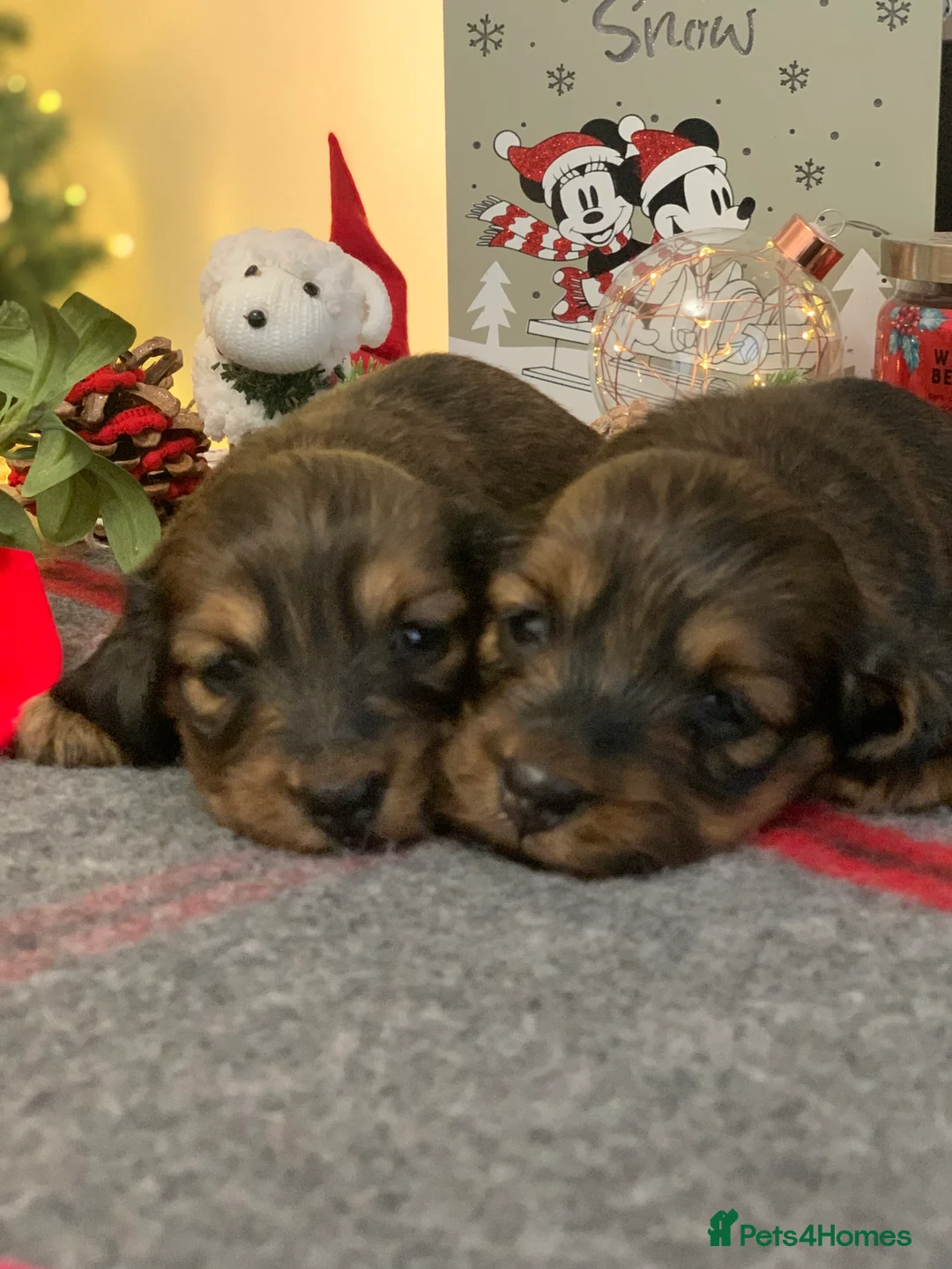 Miniature Dachshund dogs for sale: KC Registered true to type Longhaired mini’s - Advert 17