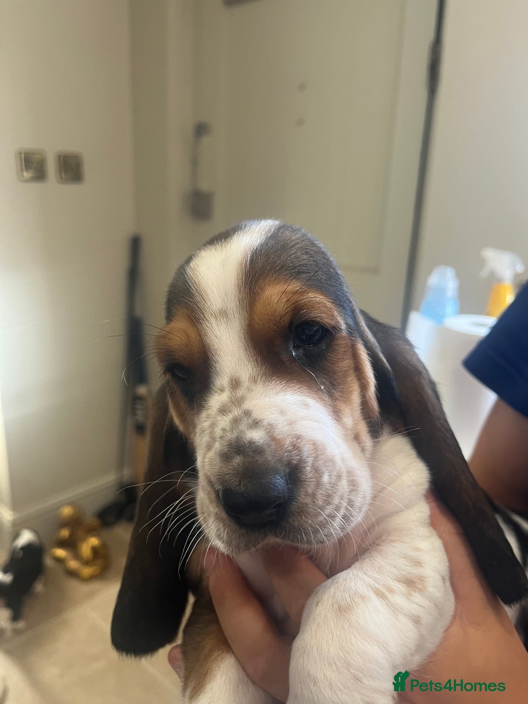Basset Hound dogs for sale: Beautiful Basset Hound puppies - Image 4