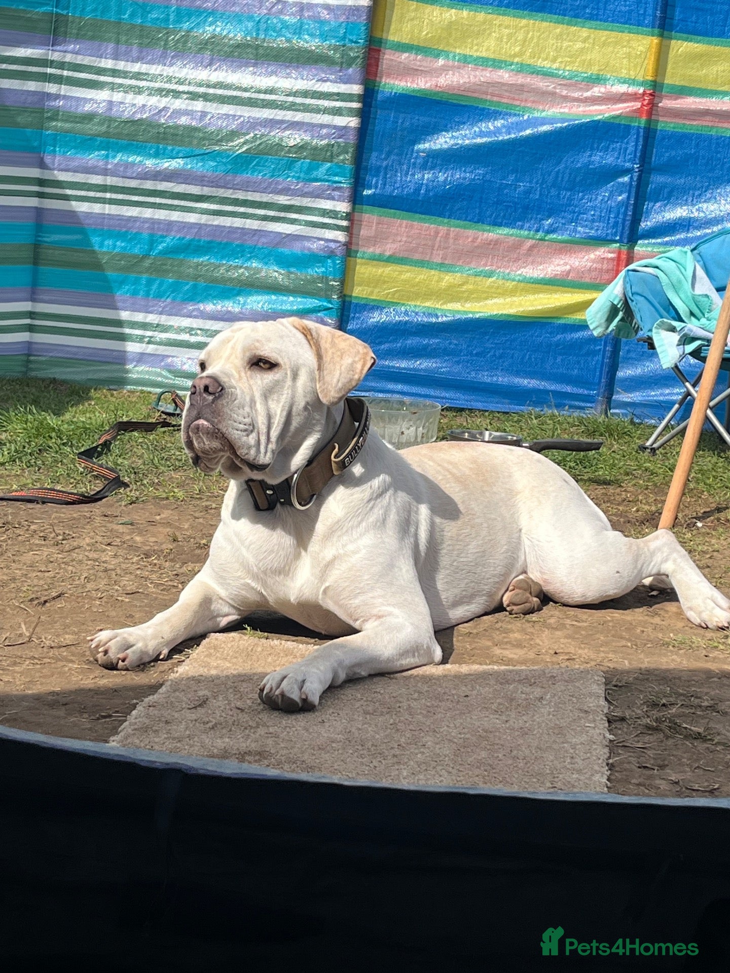 Cane Corso dogs Bessie - Advert 3
