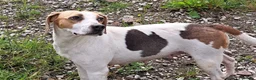 Beagle dogs for sale: 6 girl beagle pups waiting for their forever home in Treharris - Advert 1