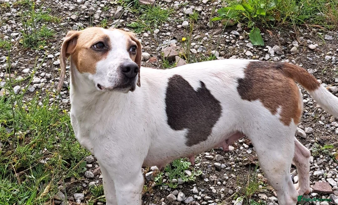 Beagle dogs for sale: 6 girl beagle pups waiting for their forever home in Treharris - Advert 1