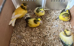 Canaries birds for sale: Canaries for sale  - Image 12
