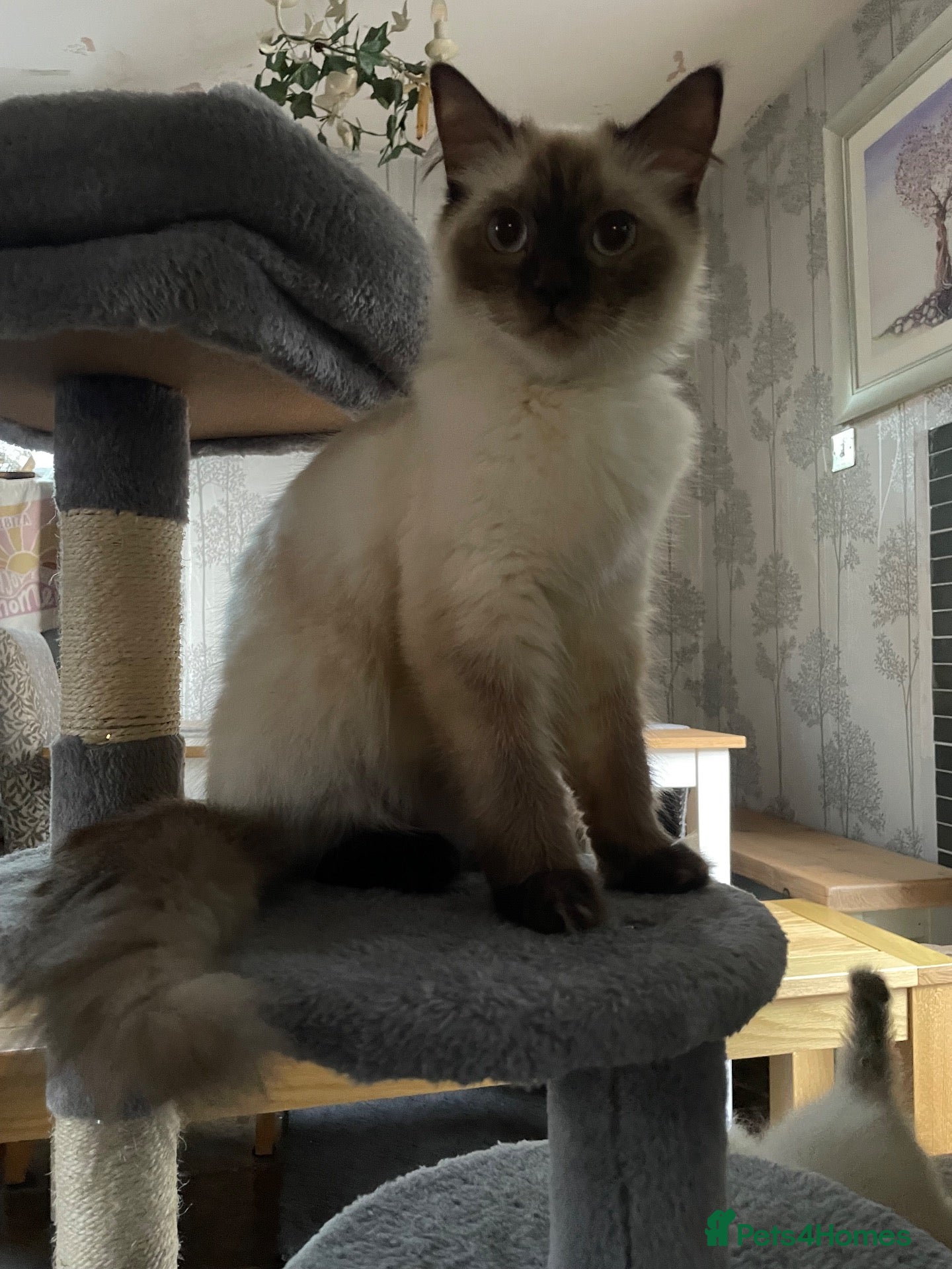 Ragdoll cats Beautiful chunky pure Ragdoll kittes - Advert 3