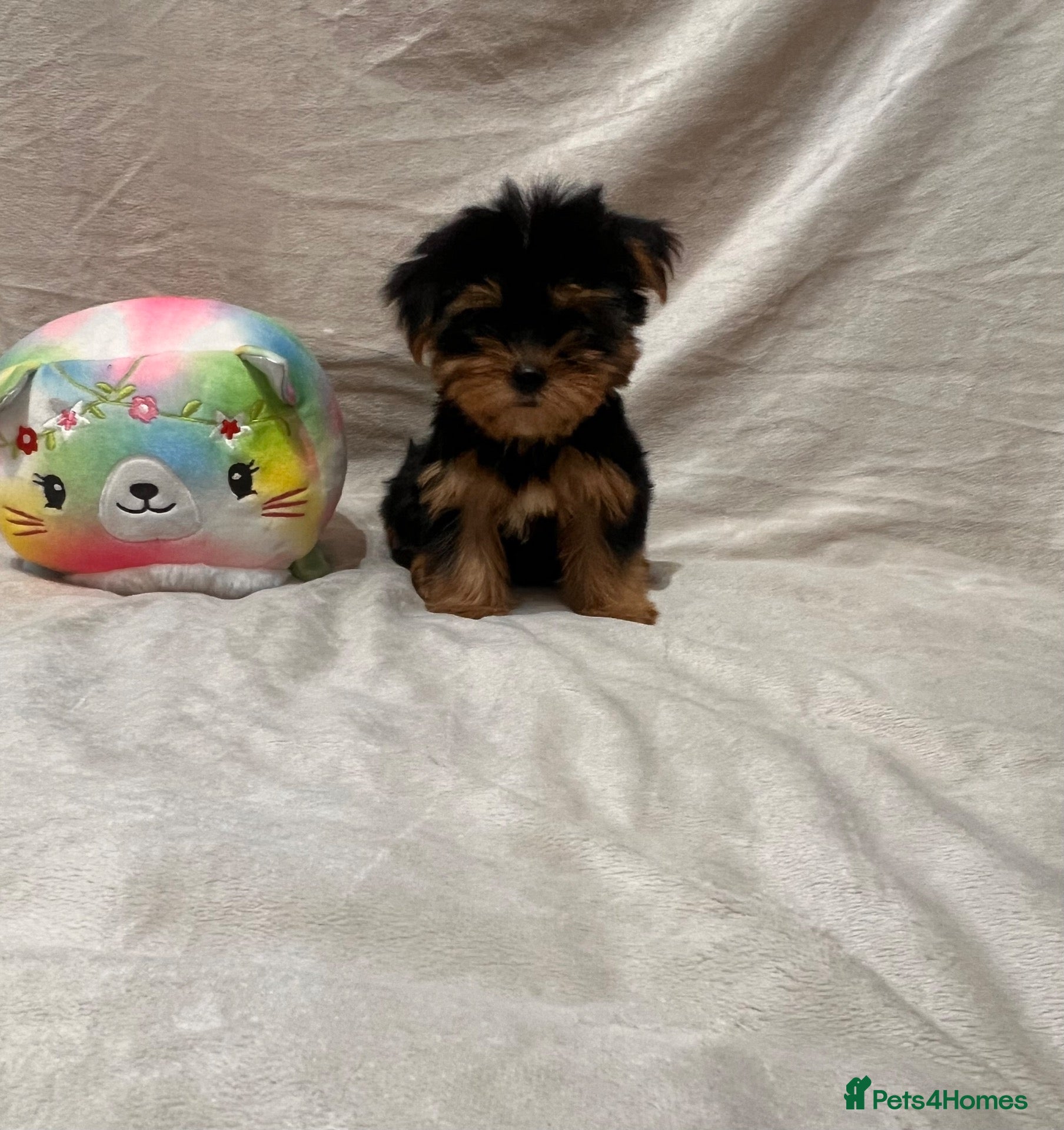Yorkshire Terrier dogs Yorkshire terrier puppy  - Advert 7