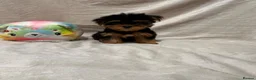 Yorkshire Terrier dogs for sale: Yorkshire terrier puppy  - Advert 1