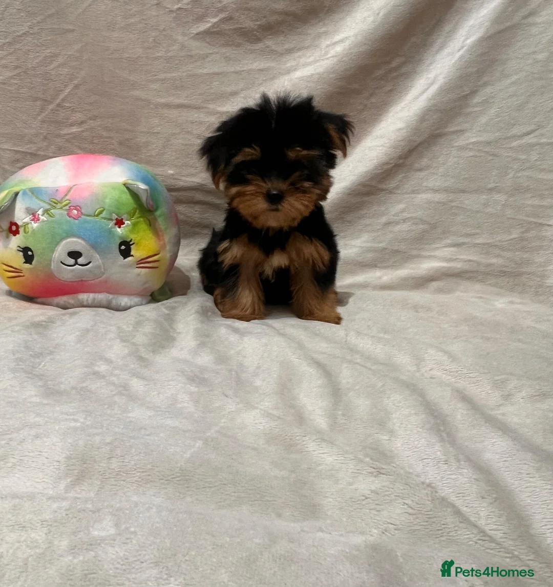 Yorkshire Terrier dogs for sale: Yorkshire terrier puppy  - Advert 1