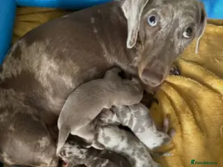 Dachshund dogs Beautiful Daches - Advert 16