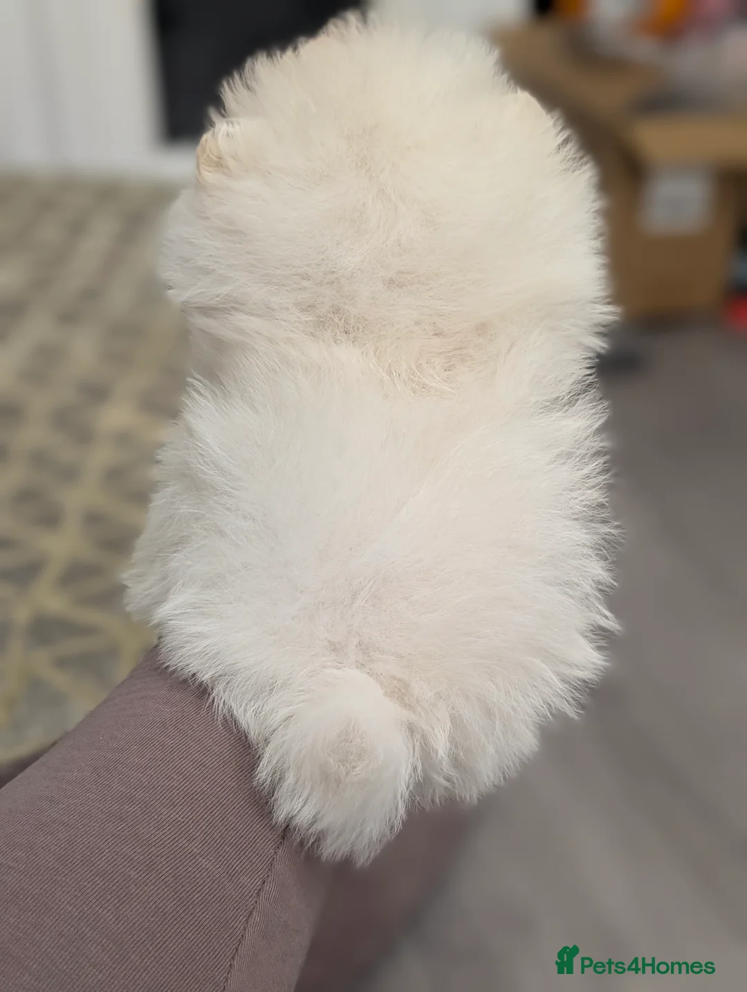 Pomeranian dogs for sale: Beautiful tiny Pomeranian girls  ONE LEFT  - Advert 37