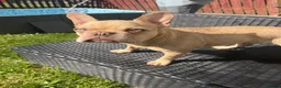 French Bulldog dogs for sale: 7month old french bulldog puppy in Aberdeen - Advert 10