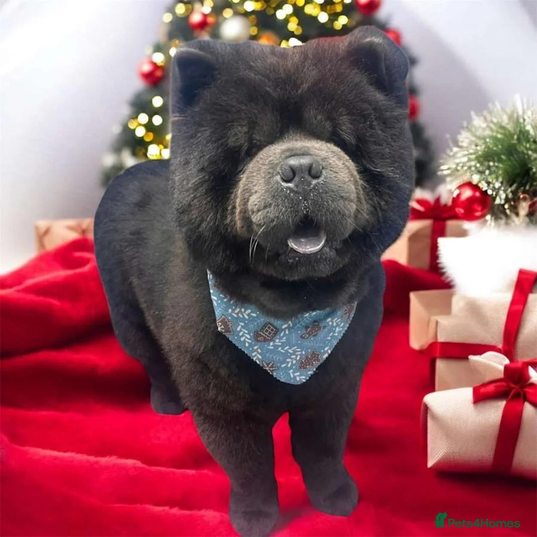 Chow Chow dogs for sale: Entire male for sale 2 years  - Advert 5