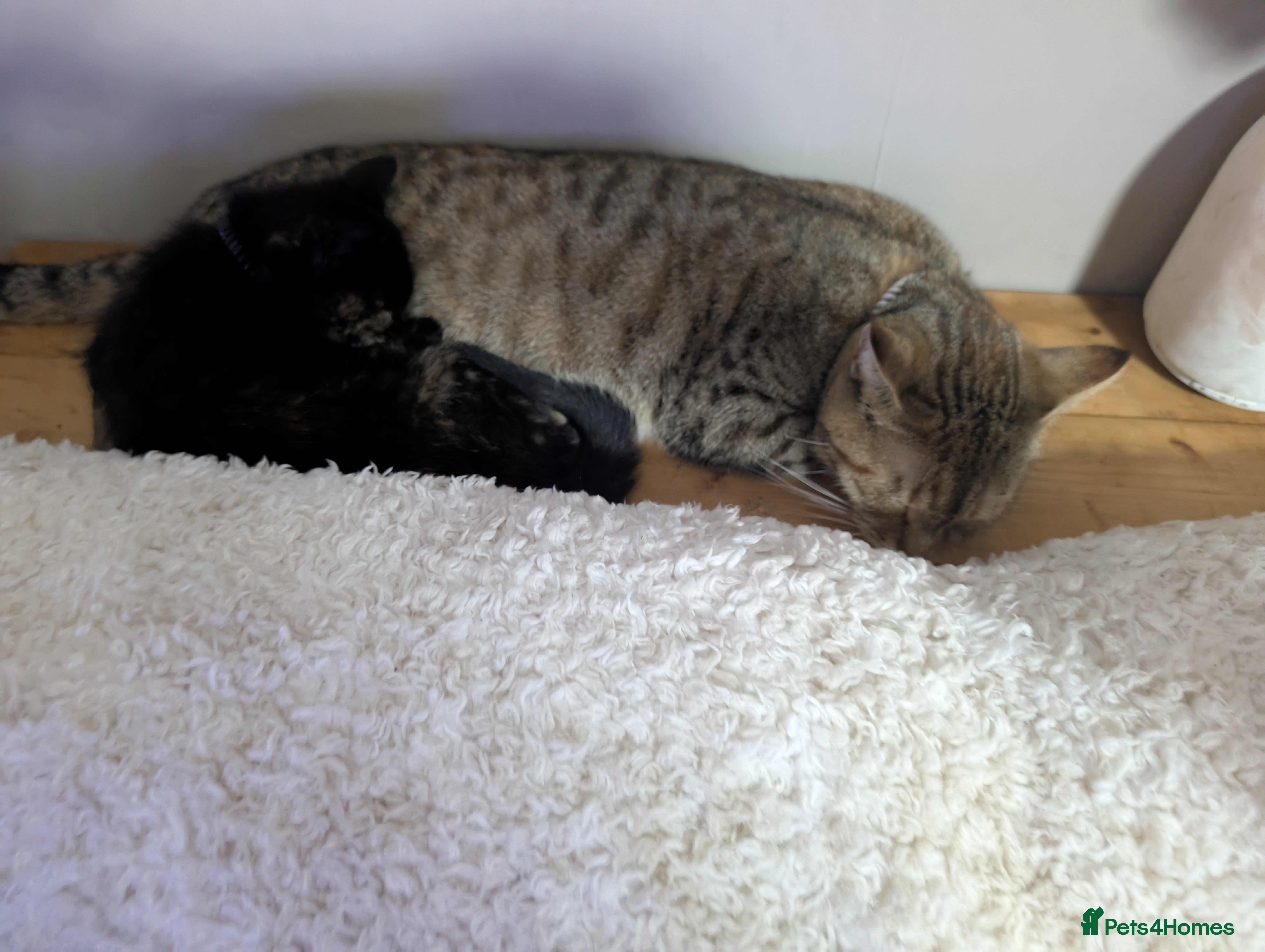 Mixed Breed cats One female - Advert 1