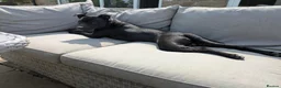 Mixed Breed dogs for sale: Smudge - 2 year old Staffie cross in Leeds - Advert 6
