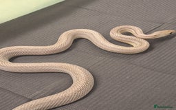 Corn Snake reptiles for sale: Corns, royals and 33l rack - Image 6