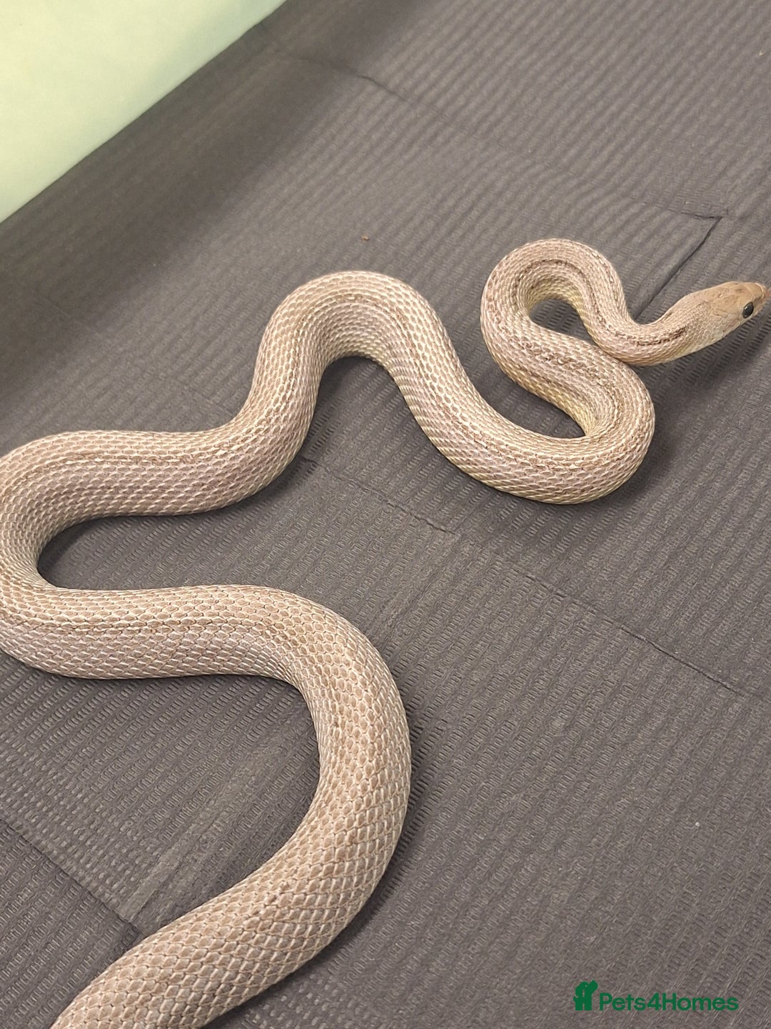Corn Snake reptiles for sale: Corns, royals and 33l rack - Image 6