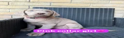 Labrador Retriever dogs for sale: KC registered silver Labradors  - Advert 17