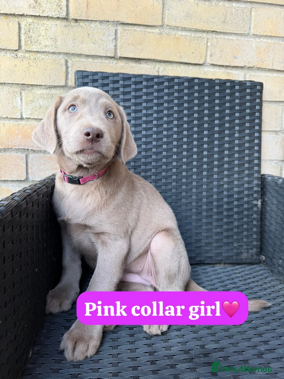 Labrador Retriever dogs for sale: KC registered silver Labradors  - Advert 17