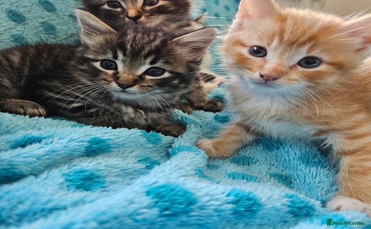Mixed Breed cats - Advert 8
