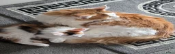 Maine Coon cats for sale: STUNNING MAINE COON KITTENS  - Advert 10