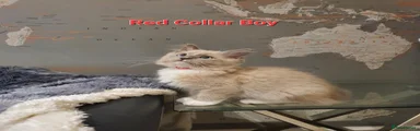 Red Collar Boy 