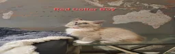 Ragdoll cats for sale: 💖Beautiful GCCF Registered Ragdoll Kittens. - Advert 20