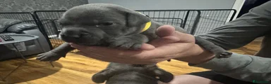 Staffordshire Bull Terrier 2