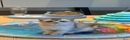 Scottish Fold cats for sale: Urgent rehoming for my Scottish kitten Luca♥️ - Advert 8