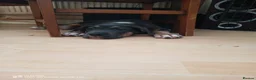 Mixed Breed dogs for sale: Amazing playful puppies  - Advert 3