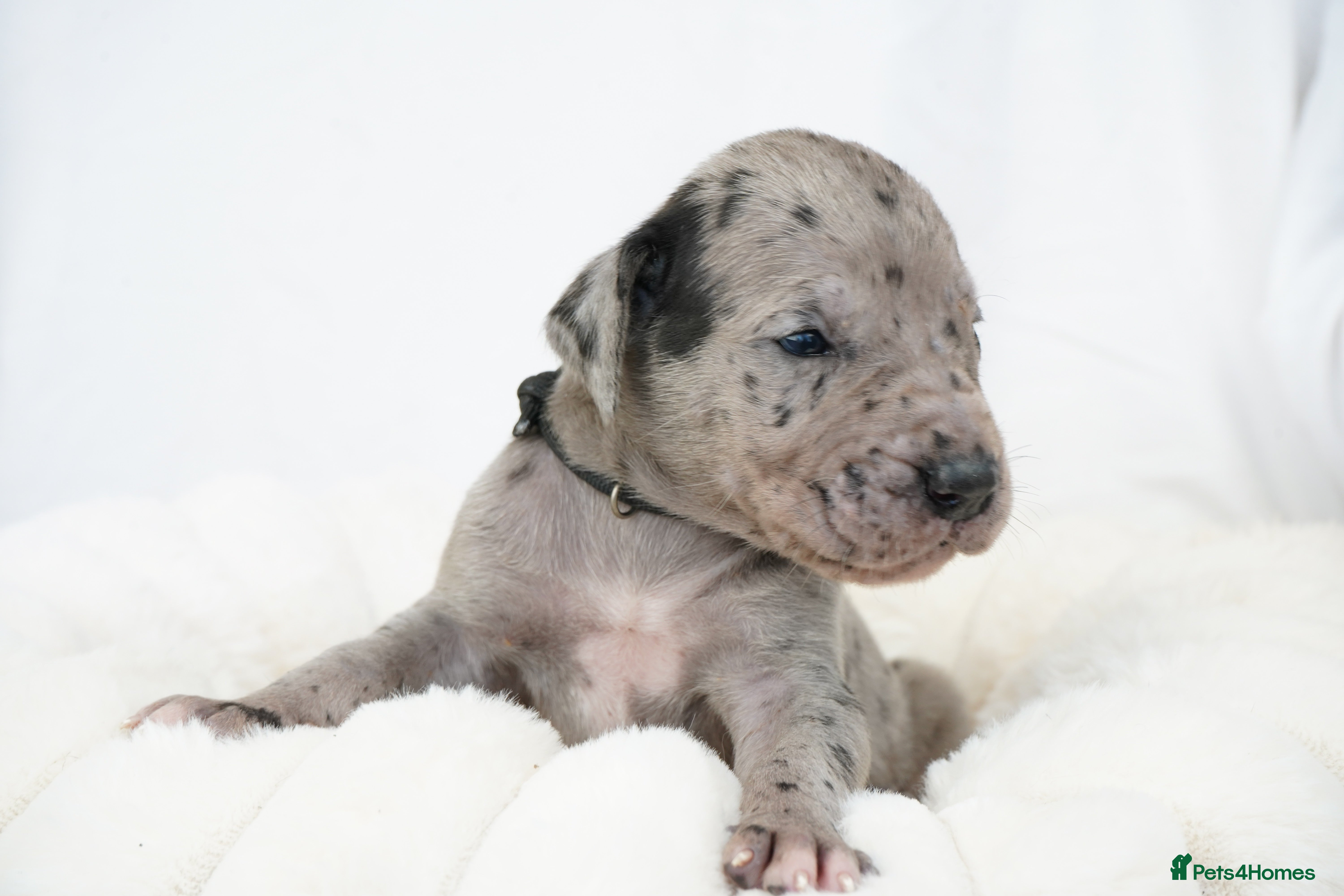 Great Dane dogs Health Tested KC reg Great Dane puppies - Advert 1