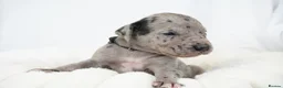Great Dane dogs for sale: Health Tested KC reg Great Dane puppies - Advert 4