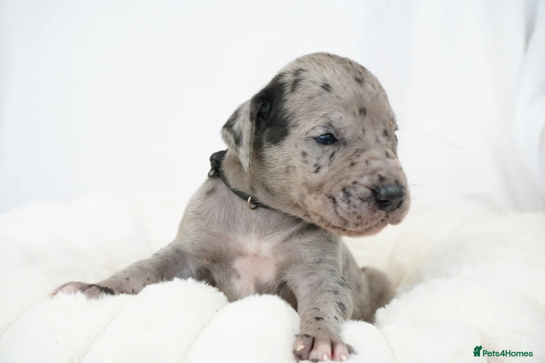 Great Dane dogs for sale: Health Tested KC reg Great Dane puppies - Advert 4