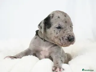 Great Dane dogs Health Tested KC reg Great Dane puppies - Advert 6
