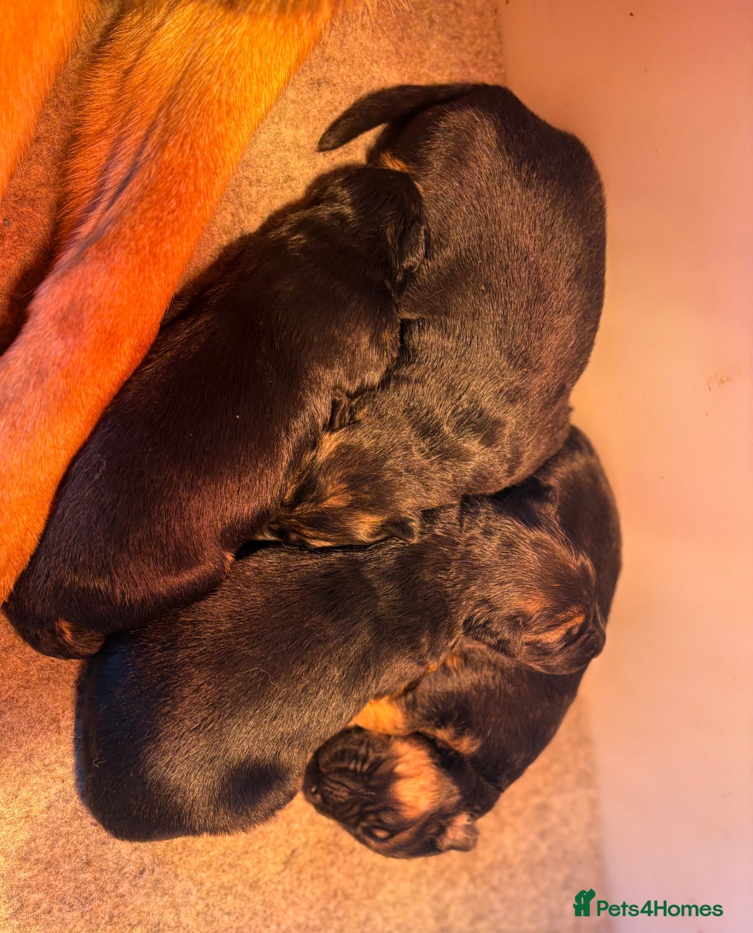 German Shepherd dogs for sale: Family reared GSD pups.  - Advert 26