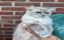 Ragdoll cats for sale: TICA Registered Ragdoll Kitten - Image 3