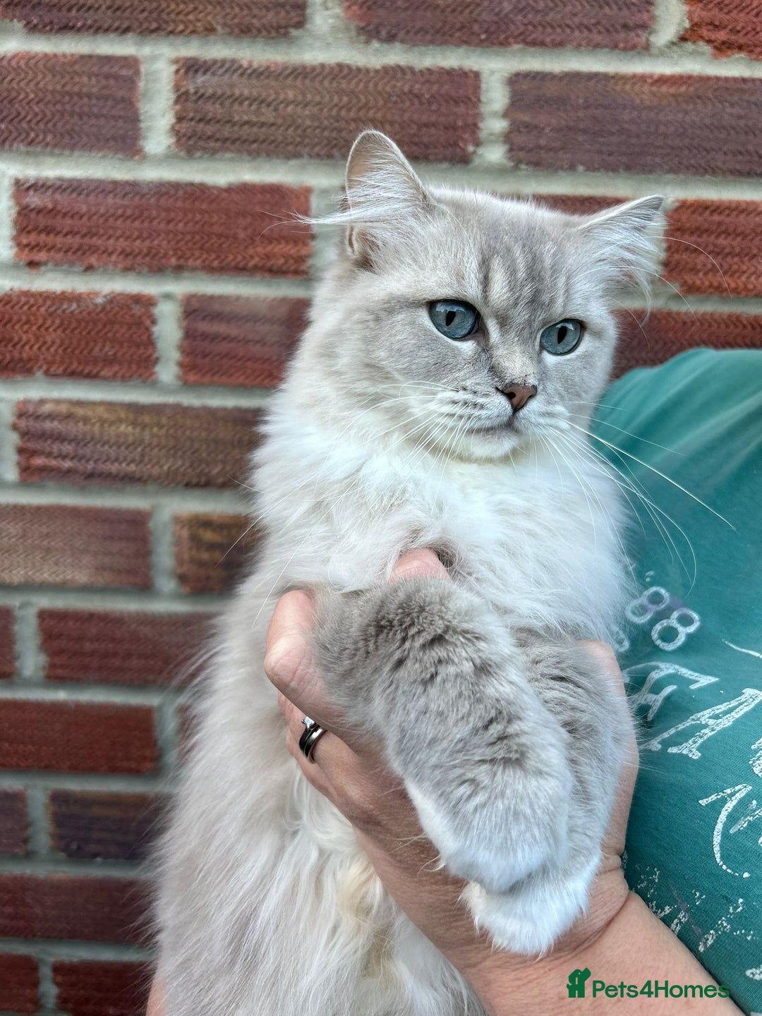 Ragdoll cats for sale: TICA Registered Ragdoll Kitten - Image 3