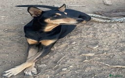 Mixed Breed dogs for adoption: Handsome, affectionate Biscotti-Bexhill, E. Sussex - Image 6